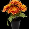 Excellent Flowers chrysant in pot | Action NL* Best