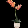 The Hamptons Collections HOME orchidee in pot | Action NL* Best