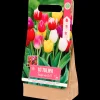 Tulpenbollen | Action NL* Online